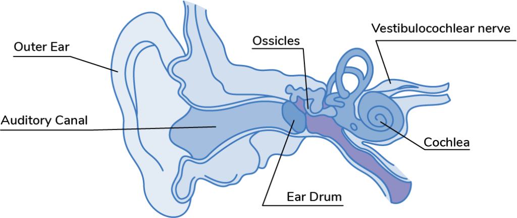 Ear structure