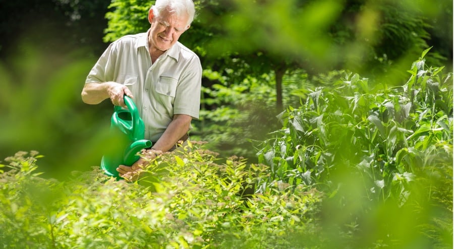 Senior man watering his plants